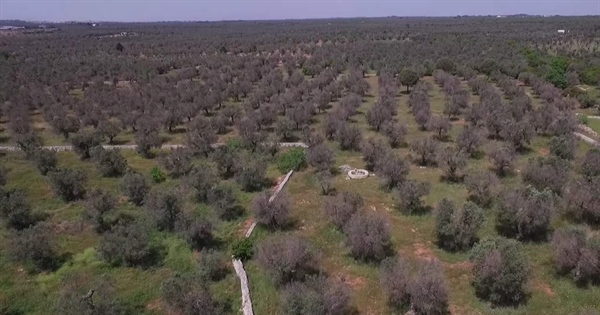 XYLELLA, ALLEANZA COOPERATIVE: DESTINARE PROSSIME RISORSE UE ALLA RICERCA E ALLA RICONVERSIONE